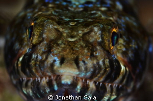 lizard fish... portrait by Jonathan Sala 